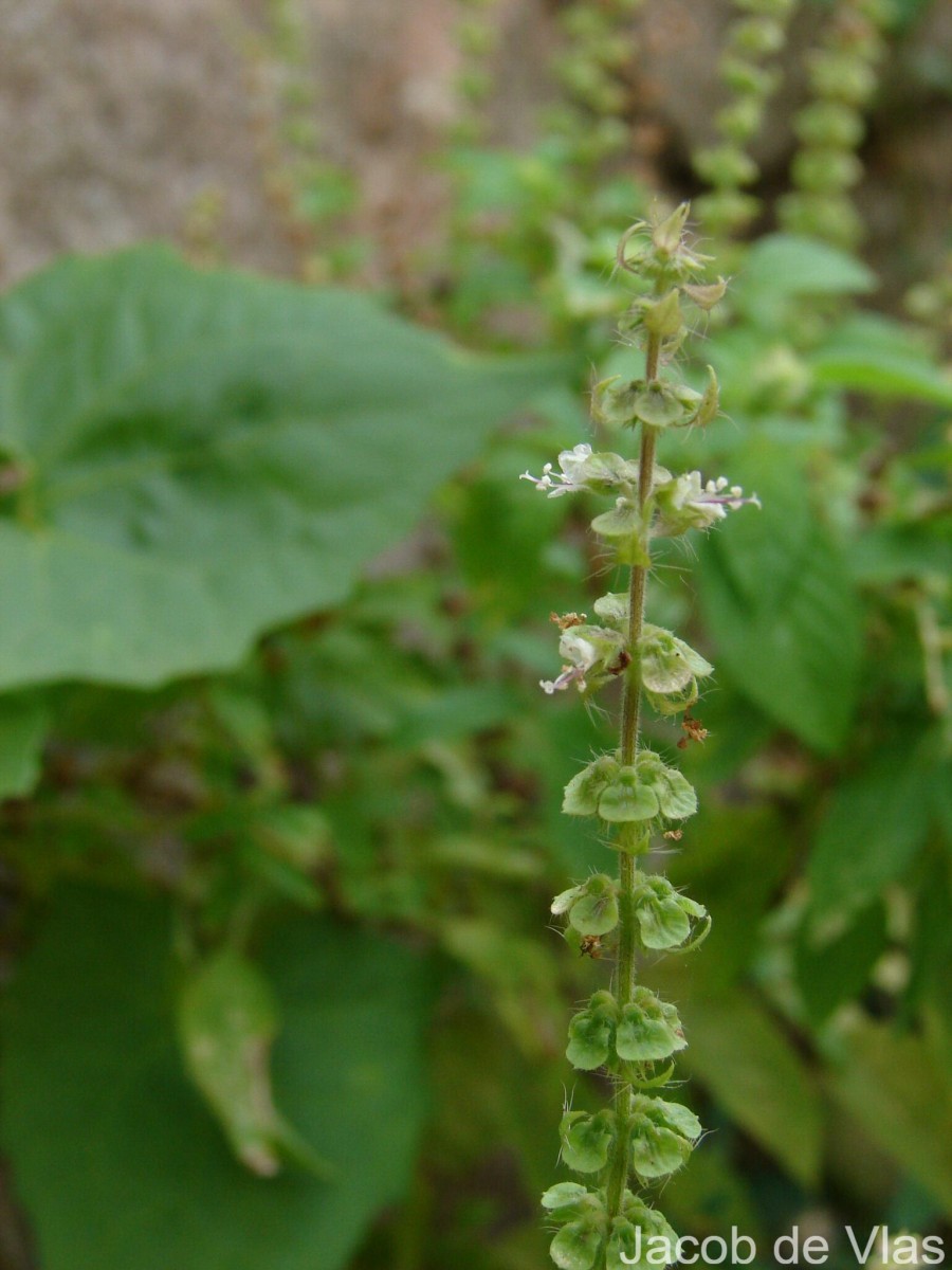 Ocimum americanum L.